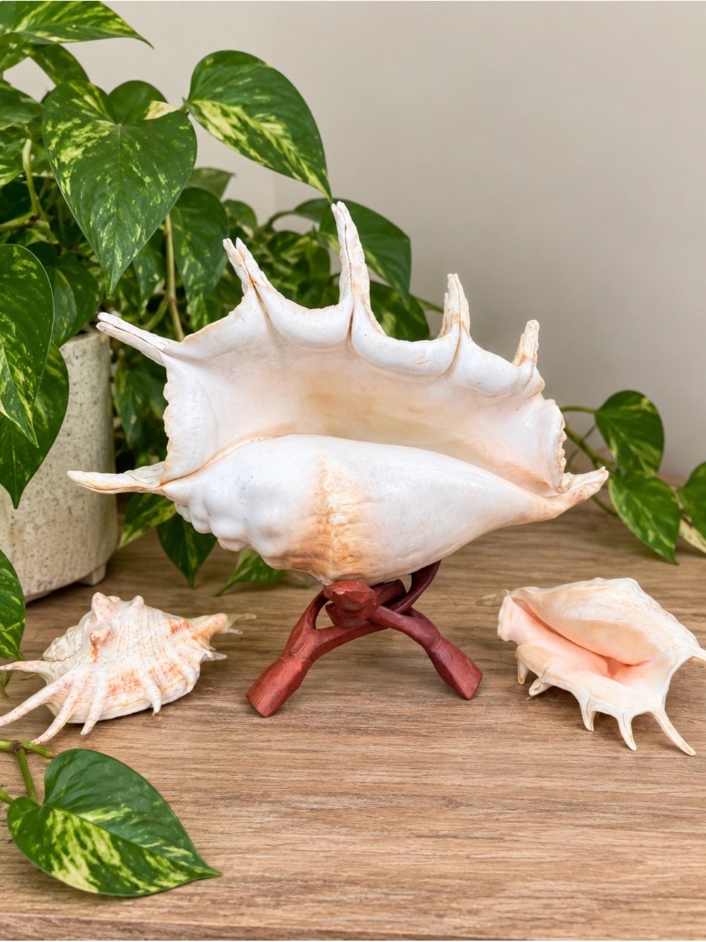 Large Lambis Conch | Two smaller SeaShells